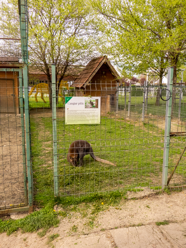 enclosure of red-necked wallaby