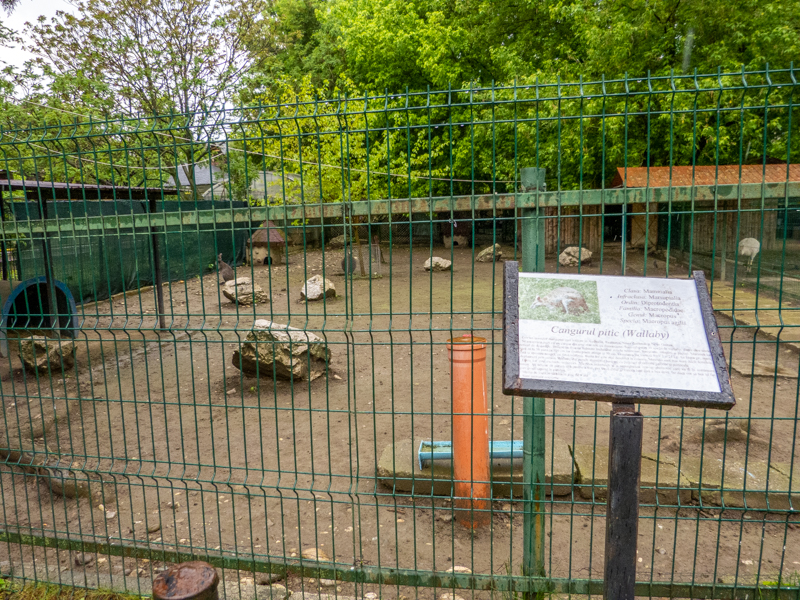 enclosure of red-necked wallaby
