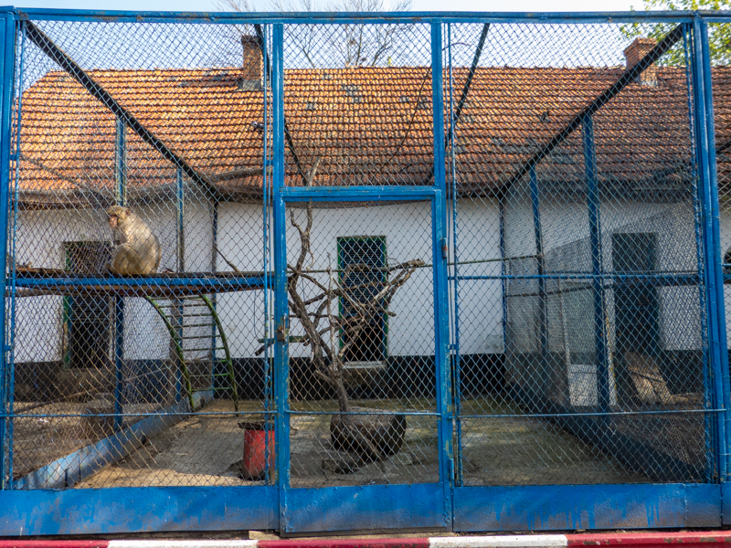 Enclosure of Rhesus macaque