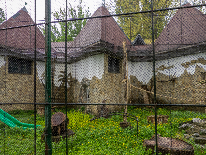enclosure of ring-tailed lemur