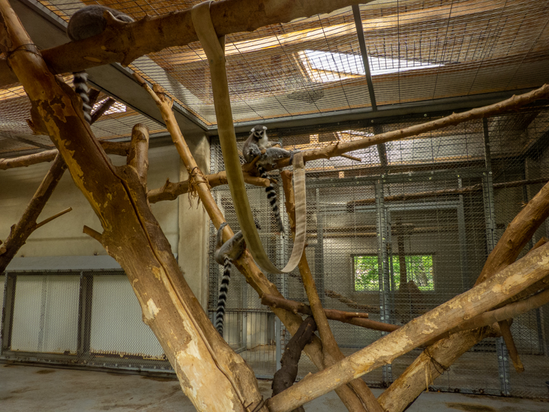 enclosure of ring-tailed lemurs