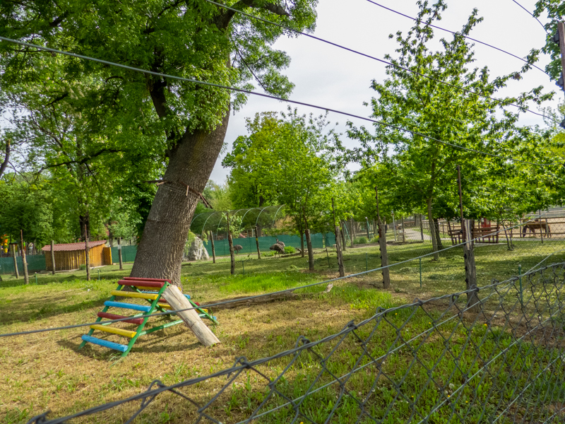 enclosure of ring-tailed lemurs
