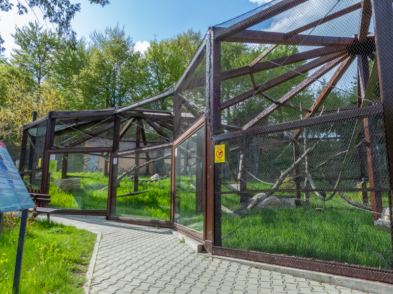 enclosure of ring-tailed lemurs