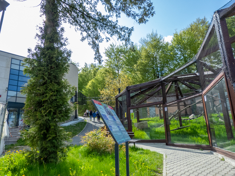 enclosure of ring-tailed lemurs