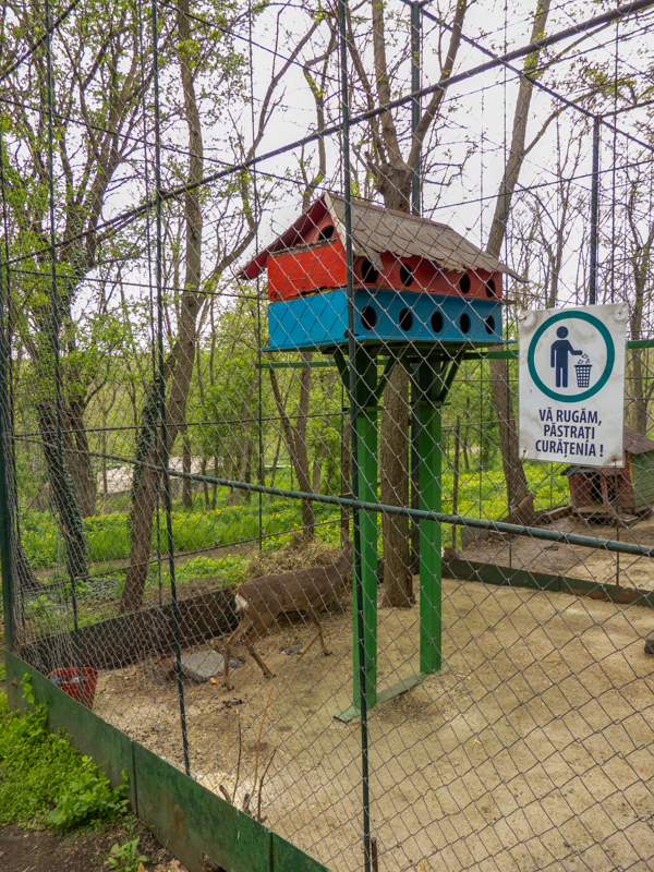 enclosure of roe deer