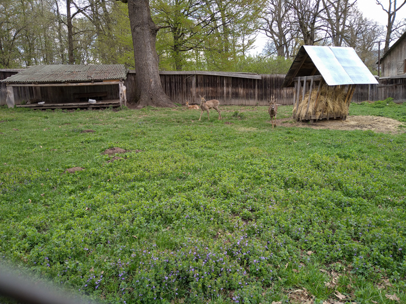 Enclosure of roe deer