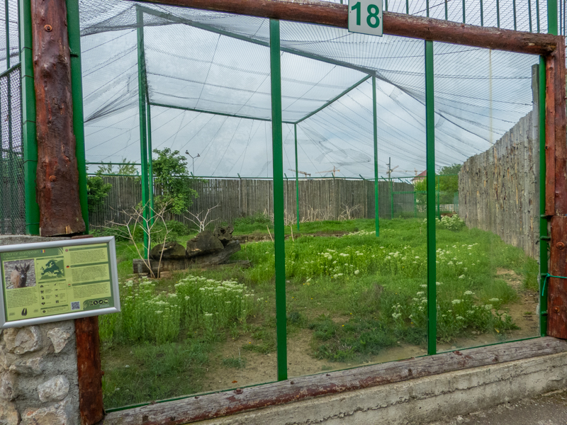 enclosure of roe deer