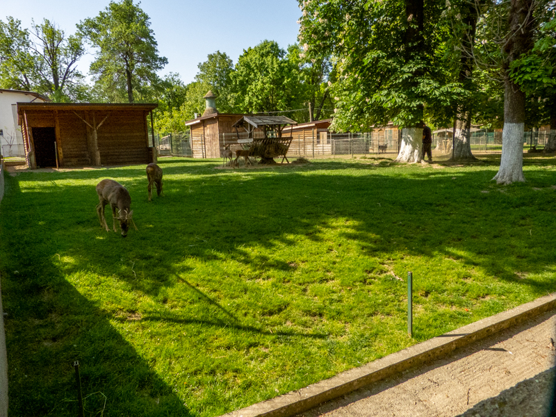 enclosure of roe deer