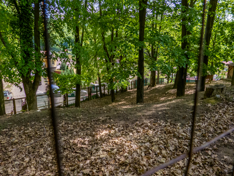 enclosure of roe deer