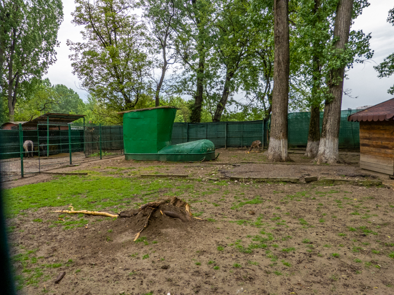 enclosure of roe deer