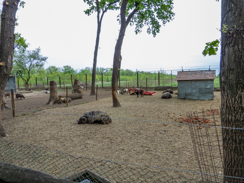 enclosure of sheep & goats