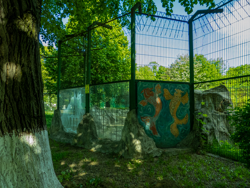 enclosure of siberian tiger