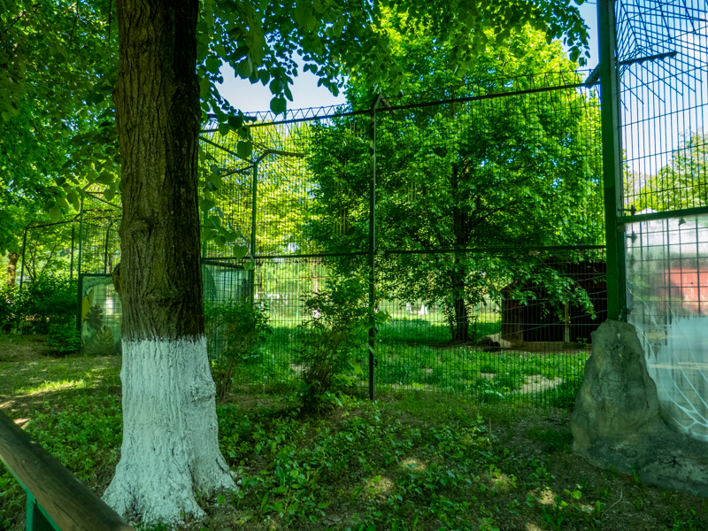 enclosure of siberian tiger