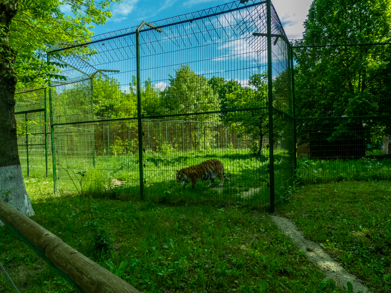 enclosure of siberian tiger