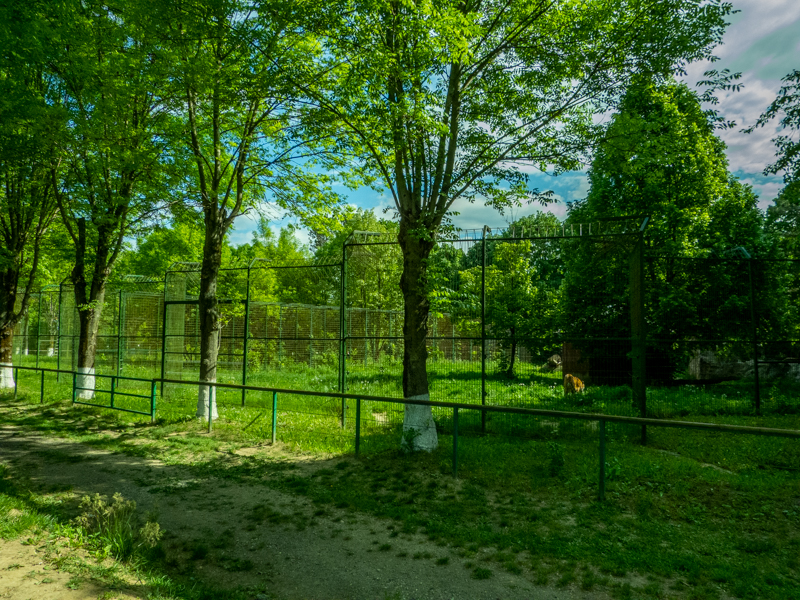 enclosure of siberian tiger