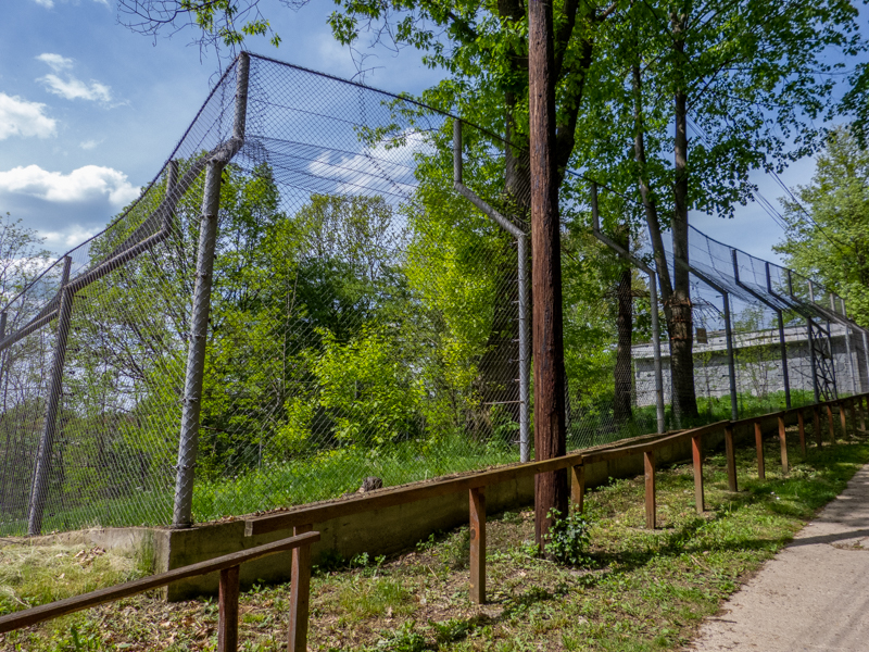 enclosure of siberian tiger