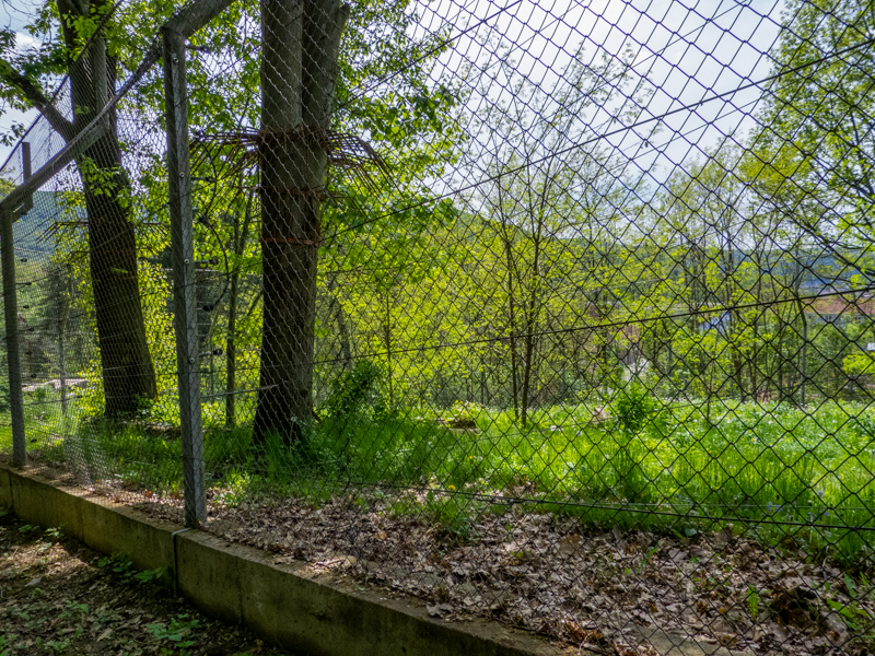 enclosure of siberian tiger