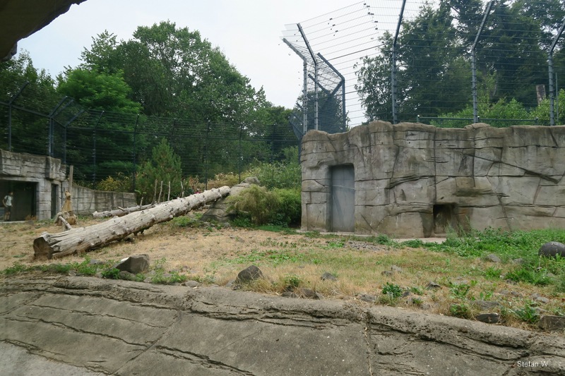 Enclosure of snow leopard