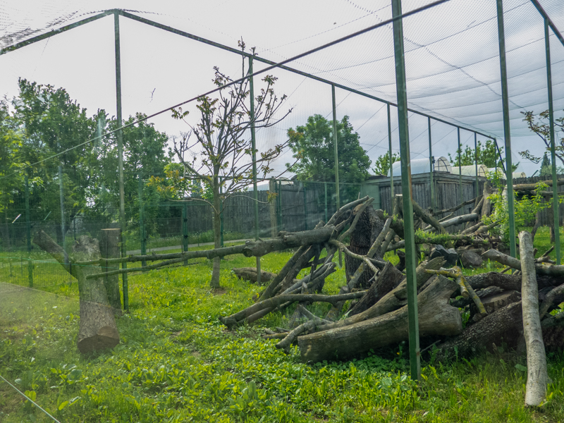 enclosure of snowleopard