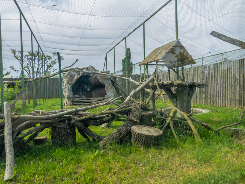 enclosure of snowleopard