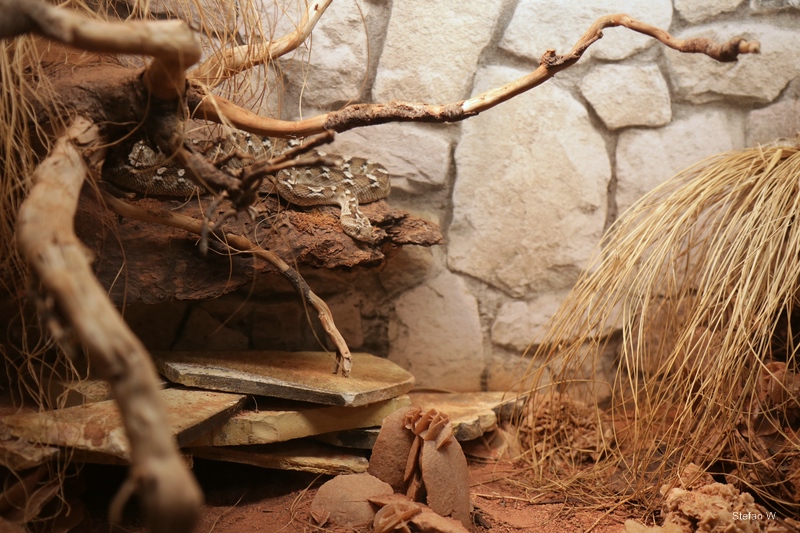 Enclosure of Sochurek's saw-scaled viper (Echis carinatus sochureki)