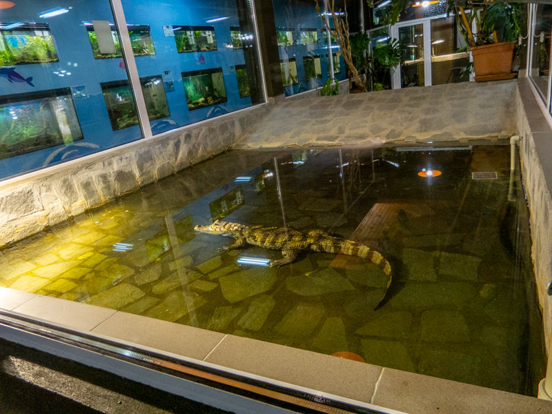 enclosure of spectacled caiman