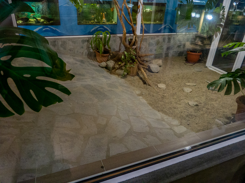 enclosure of spectacled caiman