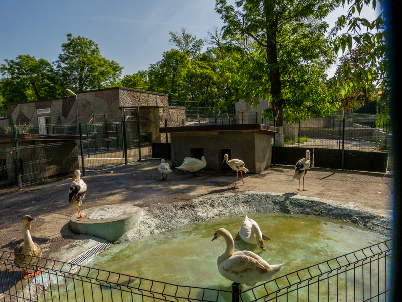enclosure of storks and swans
