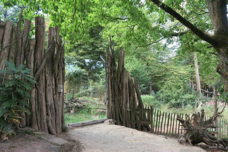 Enclosure of striped hyena