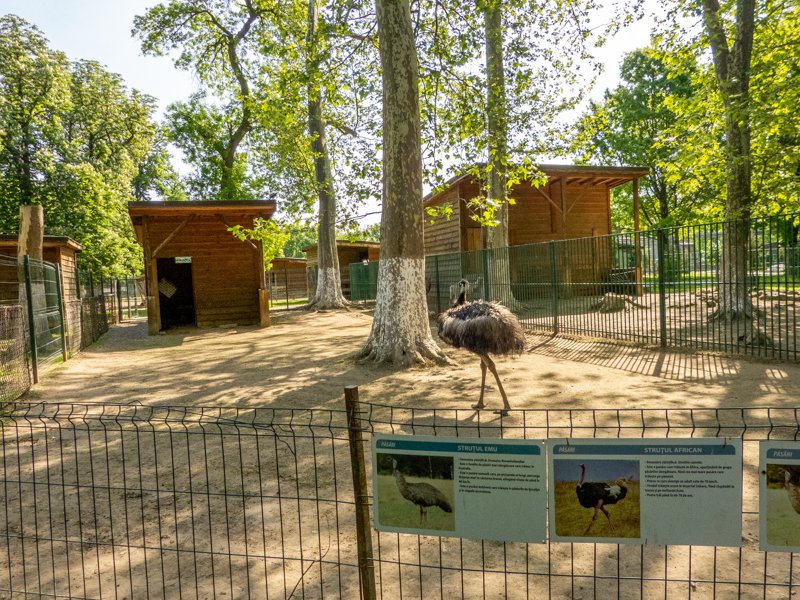enclosure of Struthioniformes