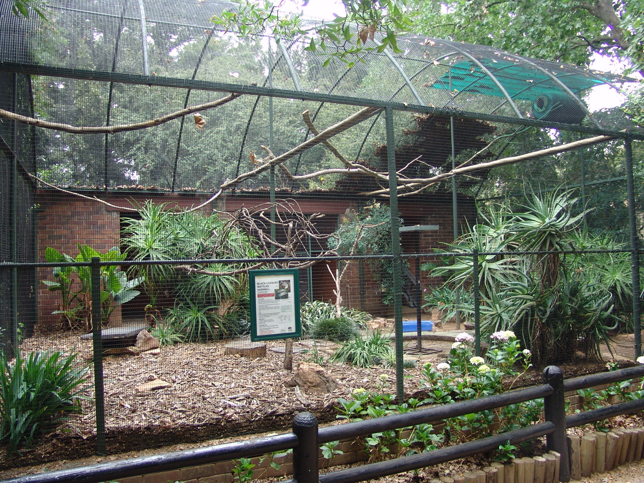 Enclosure of the Black-casqued Hornbills (Ceratogymna atrata)