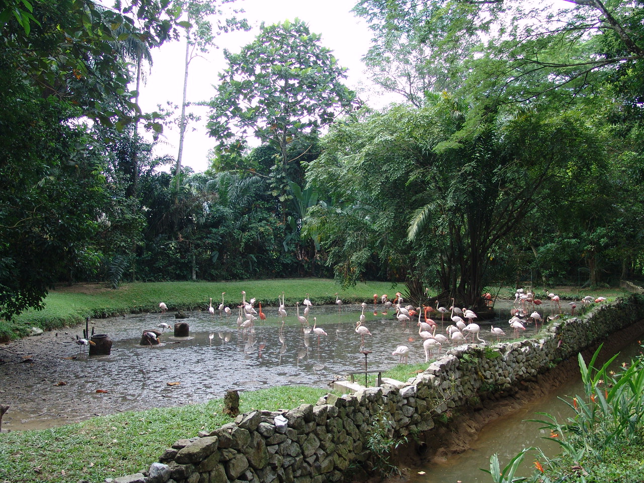 Enclosure of the Caribbean Flamingo (Phoenicopterus ruber) & Greater Fl