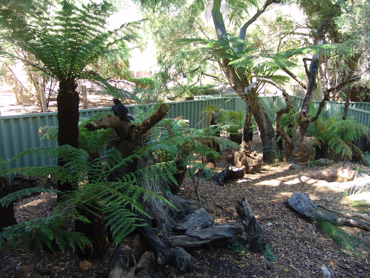 Enclosure of the Tasmanian Devil (Sarcophilus harrisii)