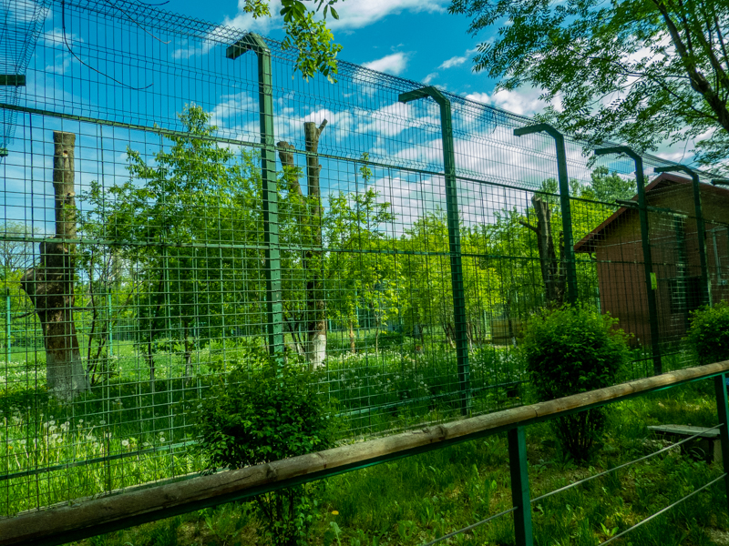 enclosure of tiger #1