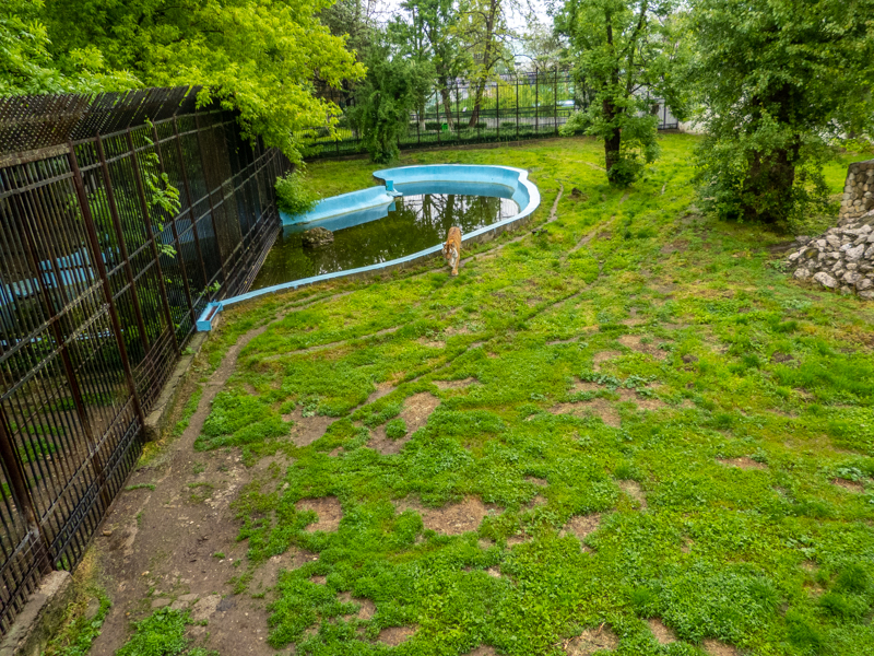 enclosure of tiger #2