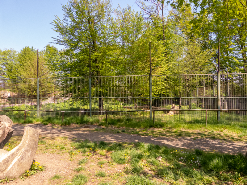 enclosure of tigers #1