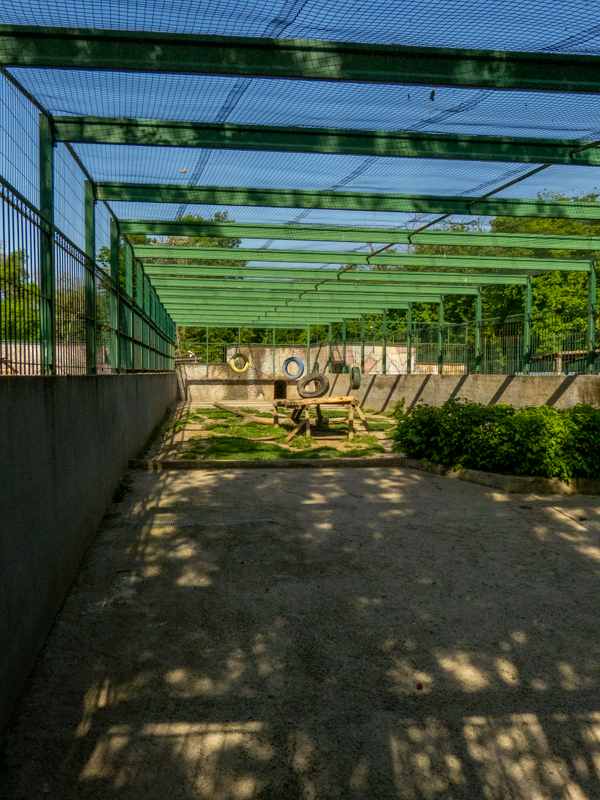 enclosure of tigers