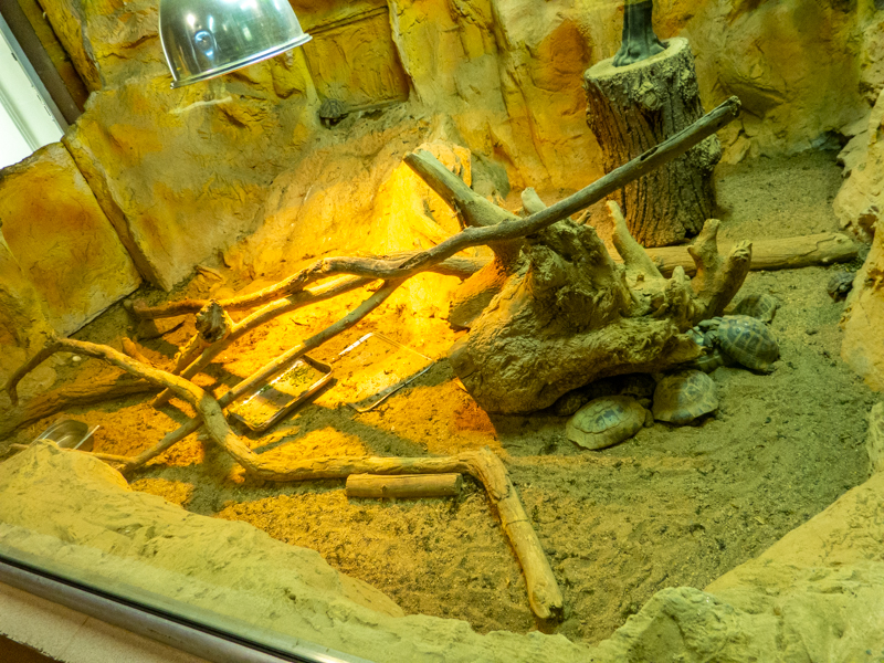 enclosure of tortoise