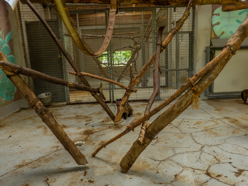 enclosure of tufted capuchin