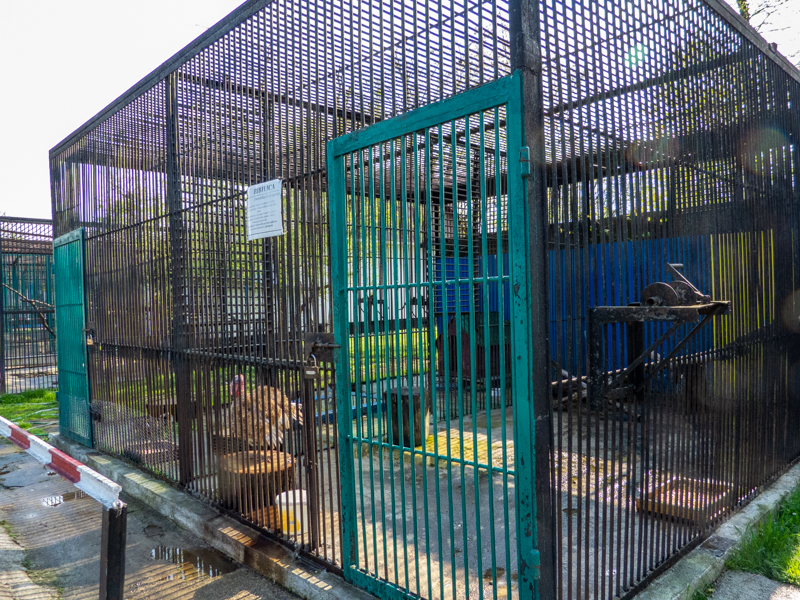 Enclosure of turkeys