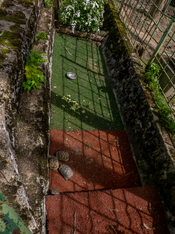 enclosure of turtles