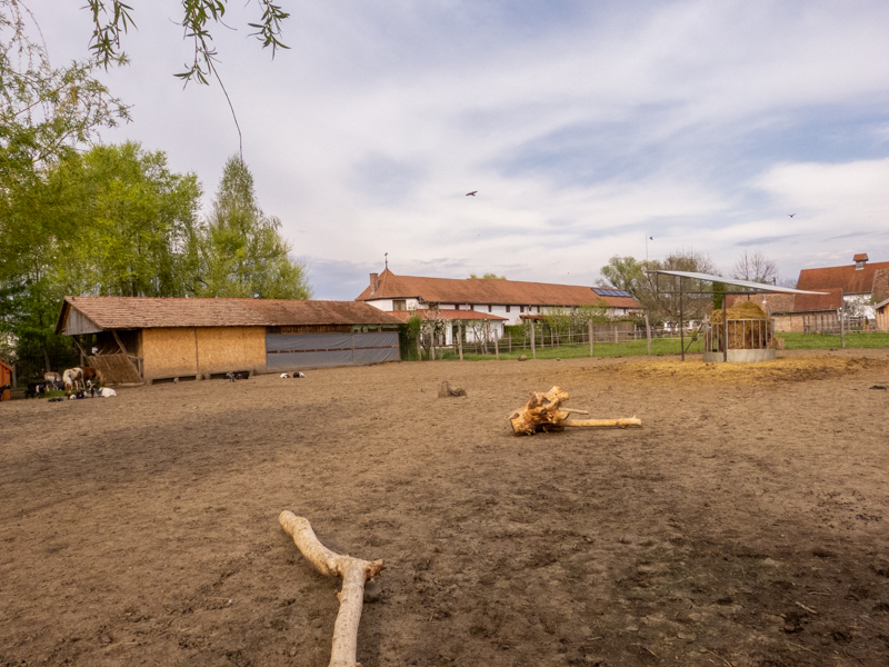 enclosure of ungulates