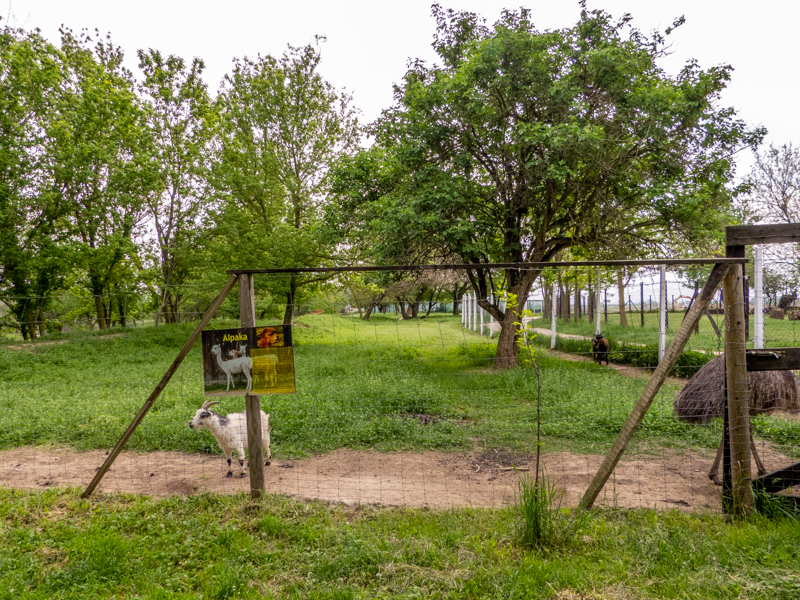 enclosure of ungulates