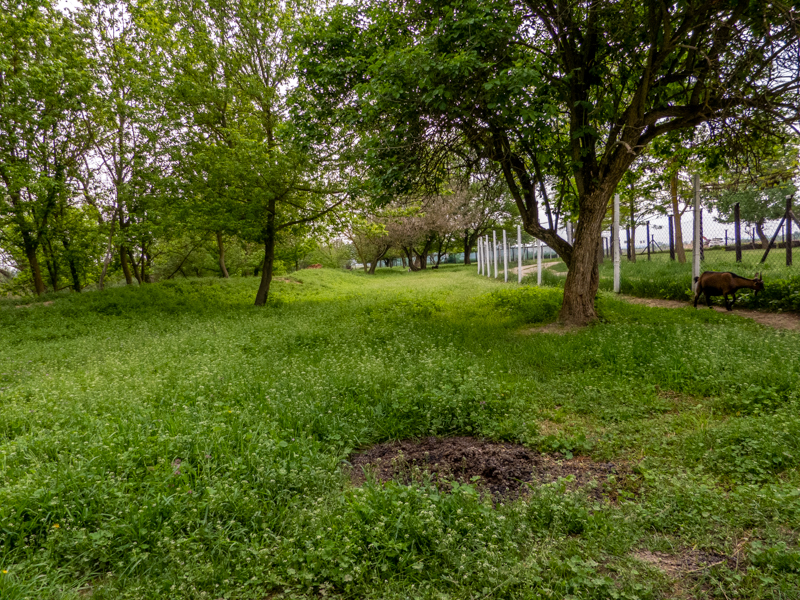 enclosure of ungulates