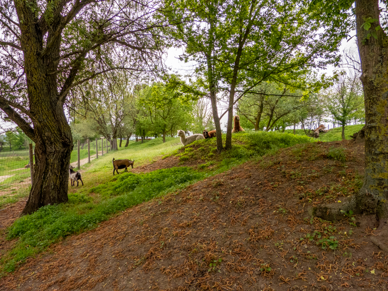 enclosure of ungulates