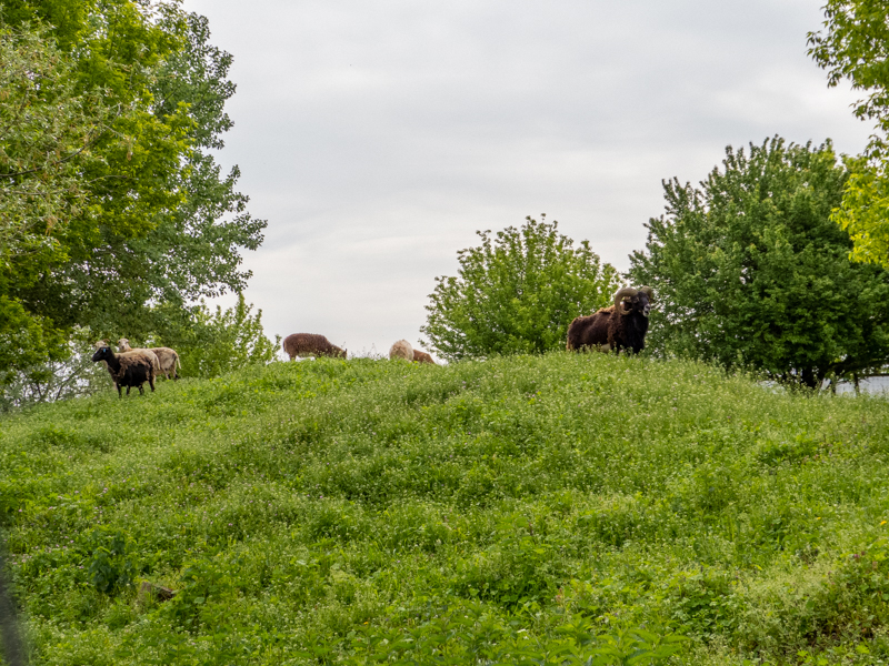 enclosure of ungulates
