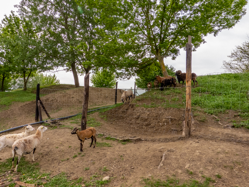 enclosure of ungulates