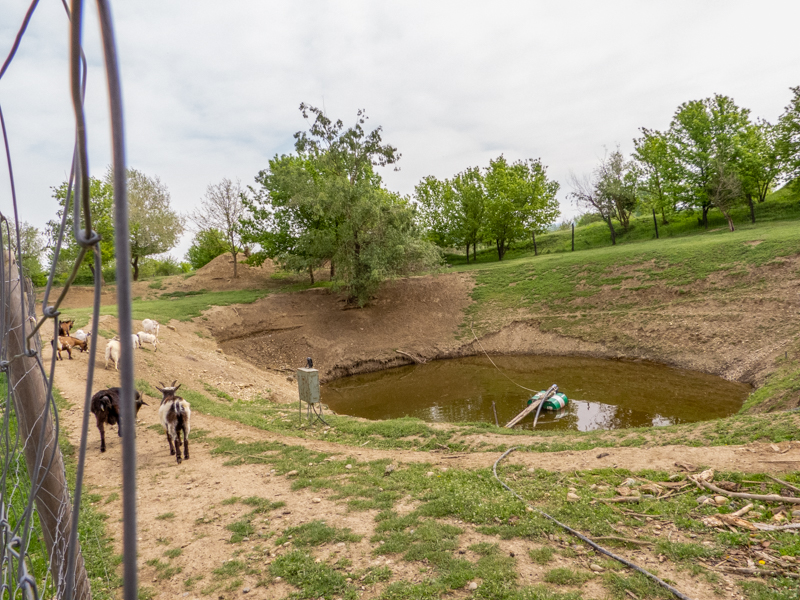 enclosure of ungulates