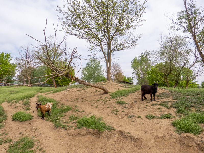 enclosure of ungulates