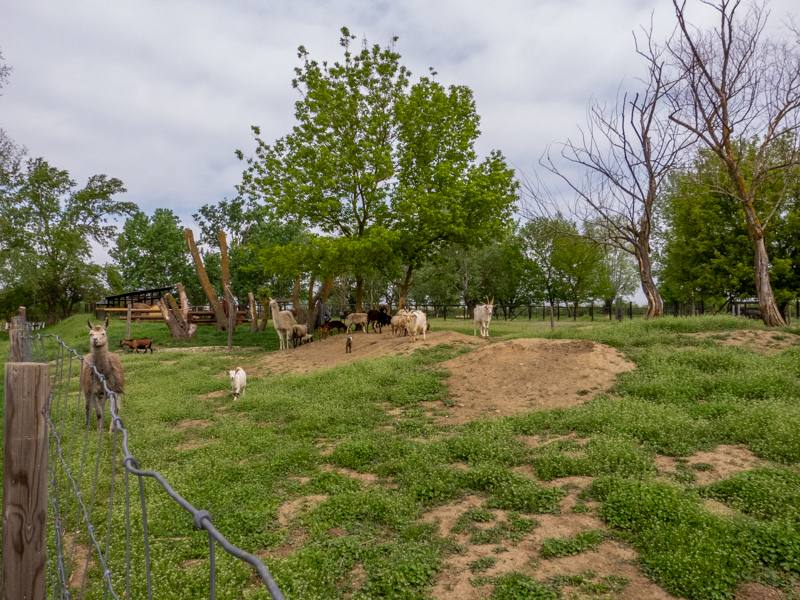 enclosure of ungulates